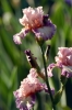 iris49
