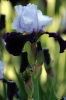 iris50