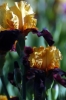 iris52