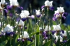 iris55