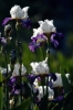 iris56