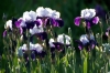 iris57