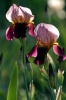 iris58