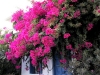 koufonissi11_000828