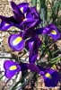 lilium