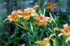 lilium1
