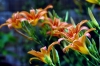 lilium2