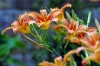 lilium3