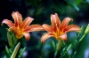 lilium4