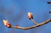 magnolia1