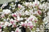 magnolia1_050405.jpg