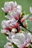 magnolia343_23