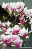 magnolia4