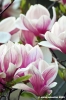 magnolia6