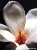 magnoliaperte2