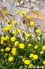 margherite_gialle2