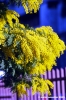 mimosa01