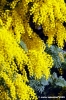 mimosa04