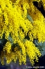 mimosa05
