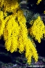 mimosa06