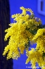 mimosa08