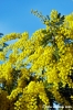 mimosa10