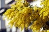 mimosa13