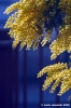 mimosa16