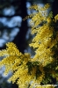 mimosa18