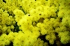 mimosa2