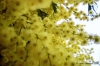 mimosa3