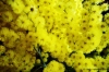 mimosa7
