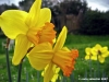 narcisi2
