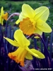 narcisi3