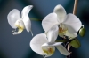 orchidea1