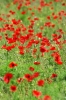 papaveri02_040514