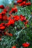 papaveri16_040501