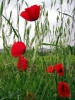 papaveri1_040429