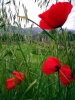 papaveri2_040429