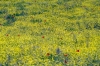 primavera2_040514