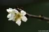 primo_fiore1