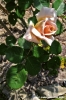 rosa01_070424