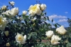 rosa02