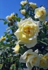 rosa03