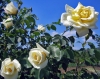 rosa05