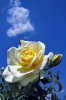 rosa10