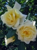 rosa11