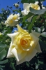 rosa13