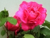 rosa1_040512