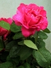 rosa2_040512